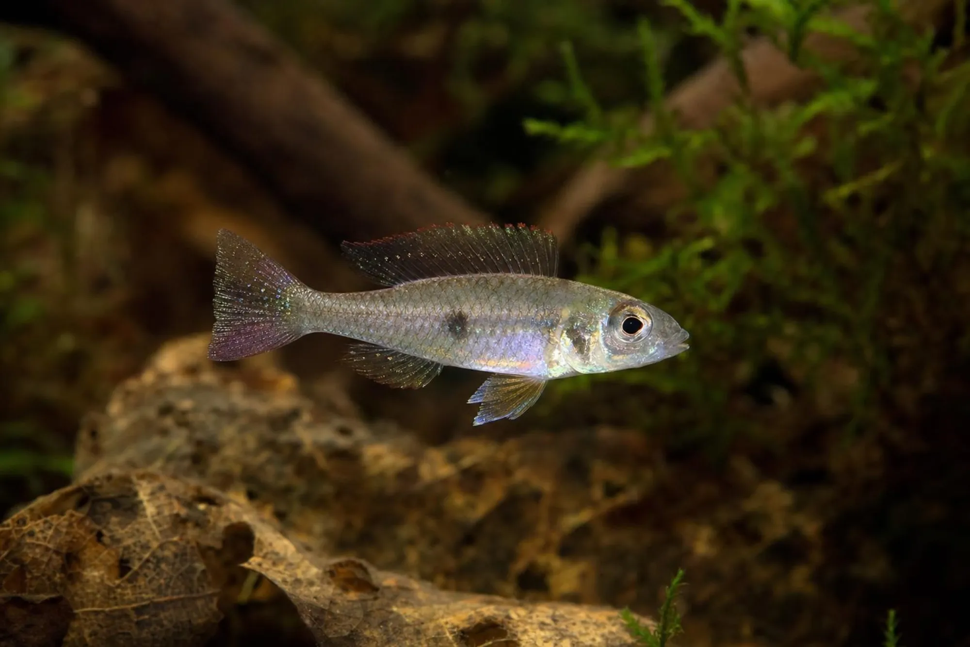 Sandhügel-Zwergbuntbarsch, Biotoecus opercularis