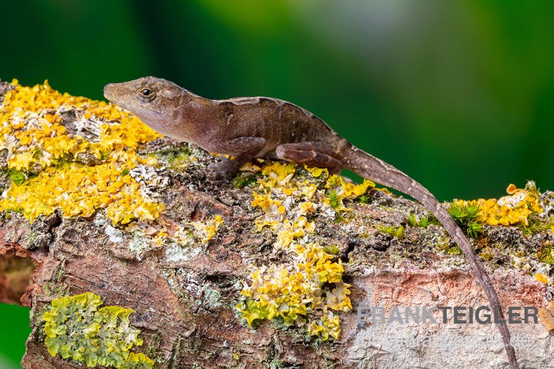 Kupferanolis, Anolis cupreus