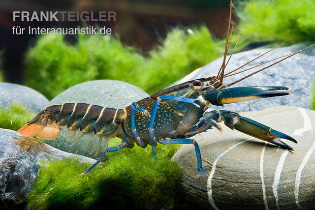 Dunkelblauer Krebs Variante II, Cherax sp. "Blue Moon Type II", Zufällig ausgewählt