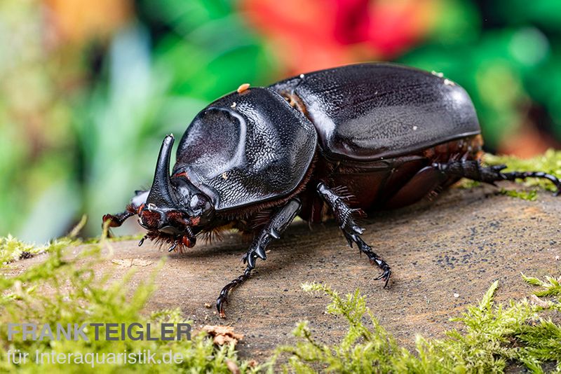 Afrikanischer Nashornkäfer, Oryctes monoceros, Larve