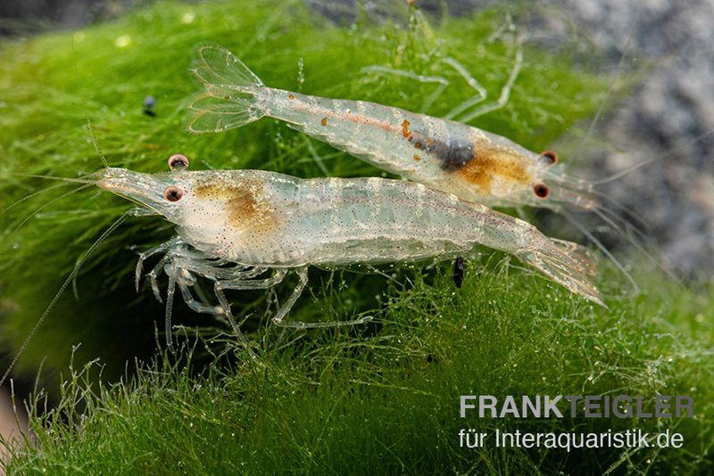 Sulawesi Inlandsgarnele, Caridina pareparensis (Malawa-Garnele)