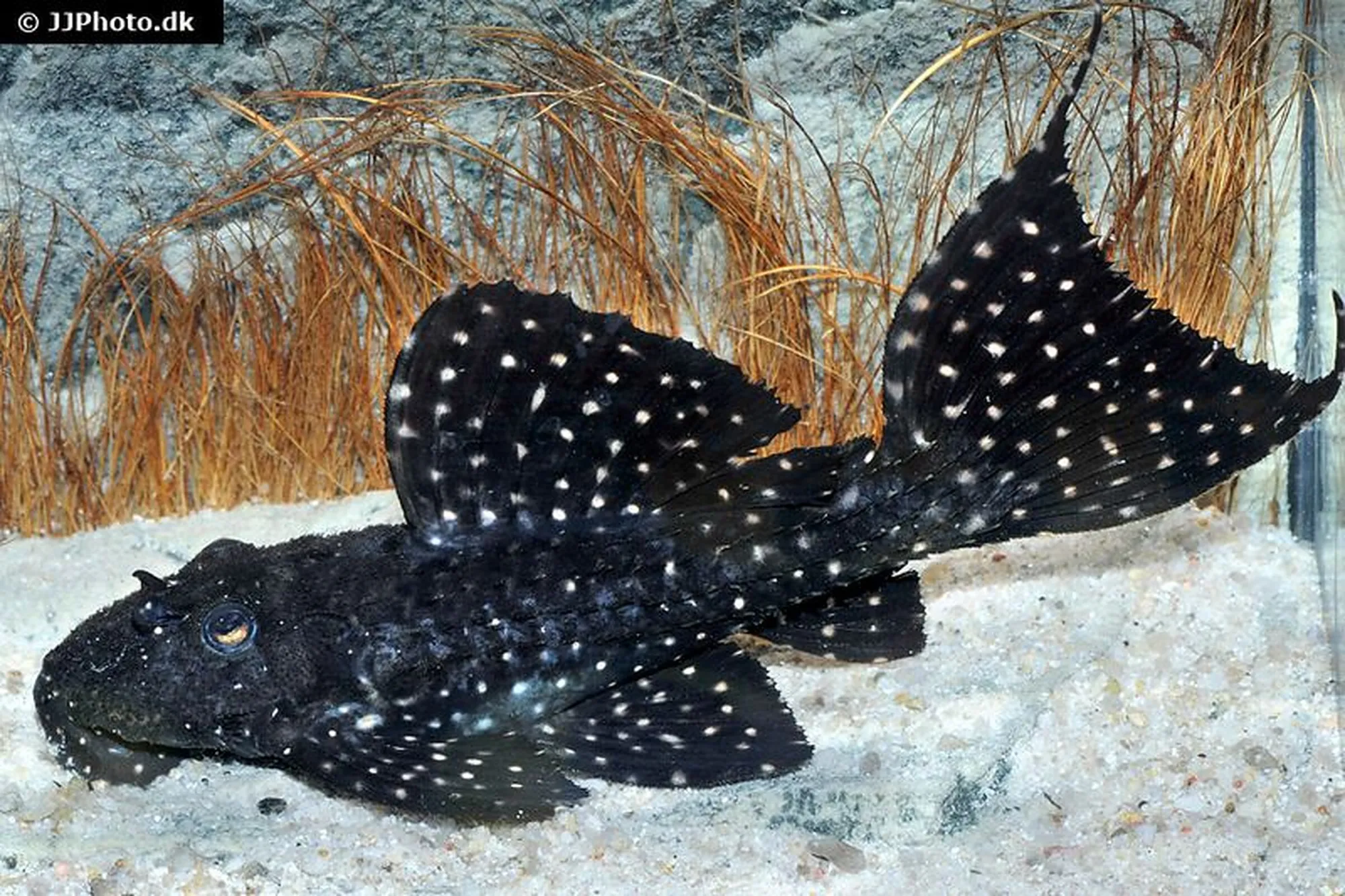 Gelbflecken-Kaktuswels L97, Pseudacanthicus sp.