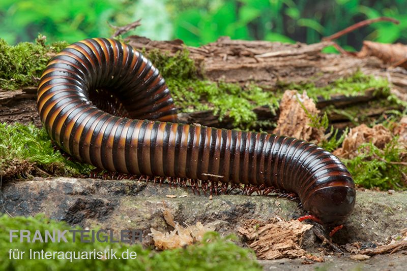 Gelbgebänderter Riesentausendfüßer, Pelmatojulus ligulatus