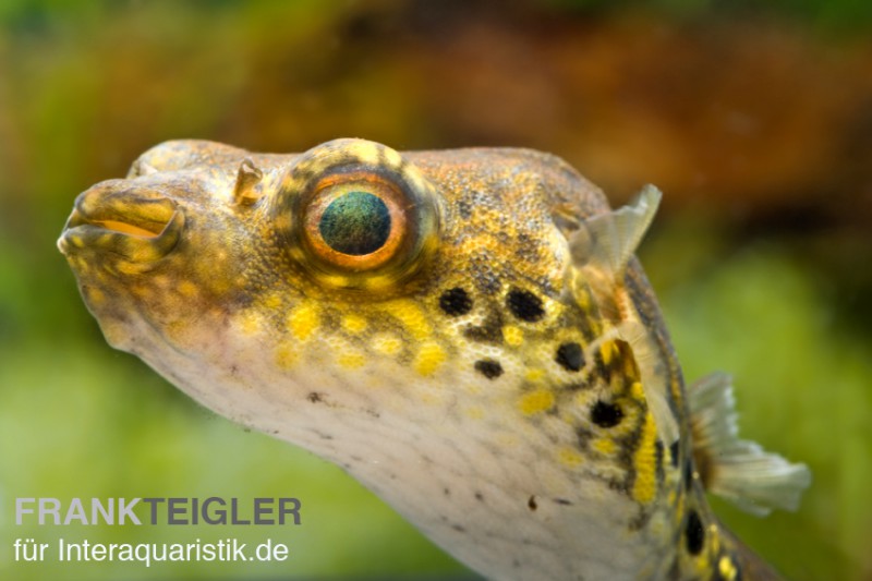 Echter Palembang-Kugelfisch, Tetraodon palembangensis