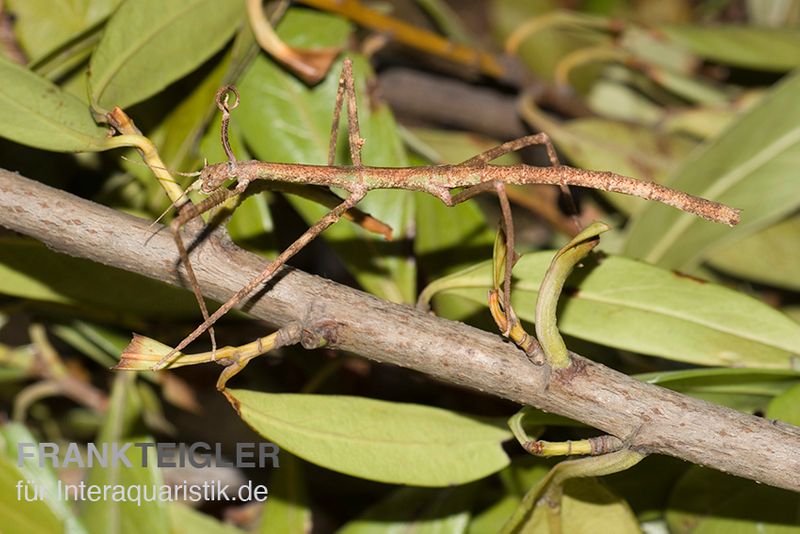 Annam-Stabschrecke, Medauroidea extradentata