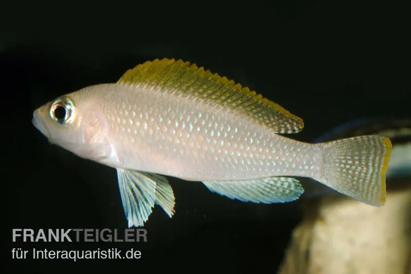 Schneckenbuntbarsch, Neolamprologus caudopunctatus