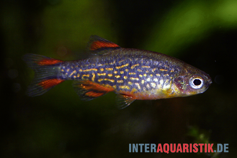 Perlhuhnbärbling, Danio margaritatus (Minifisch)