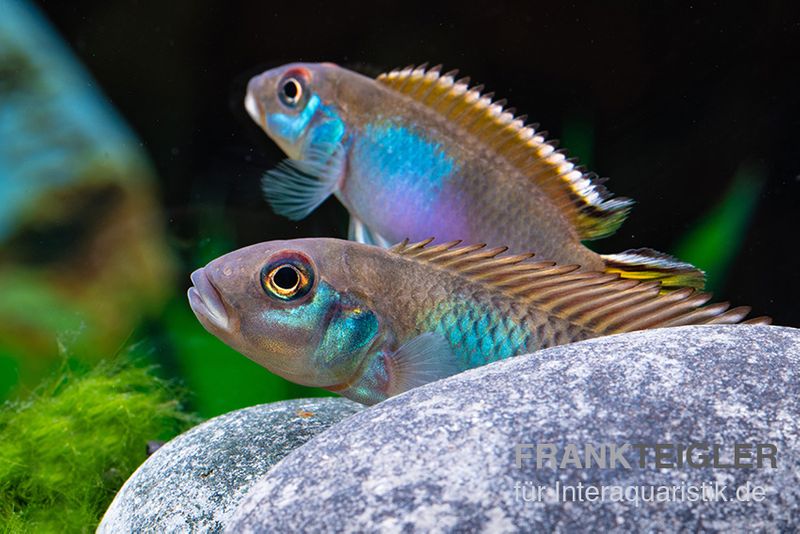 Blauer Kongocichlide, Nanochromis parilus