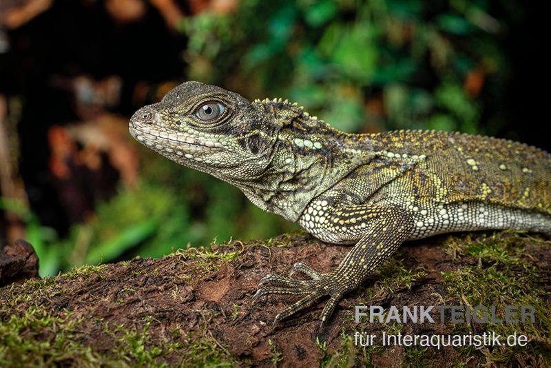 Molukkensegelechse, Hydrosaurus weberi