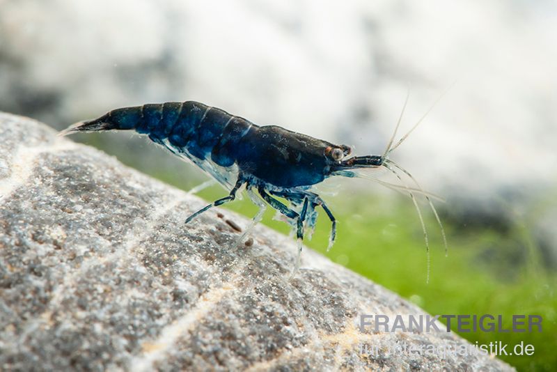 Blue Diamond Garnele, Neocaridina davidi "Blue Diamond"