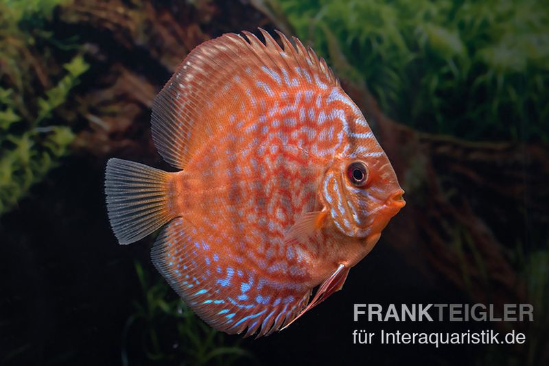 Diskusfisch ASIA-NZ, Symphysodon discus Blue Scorpion