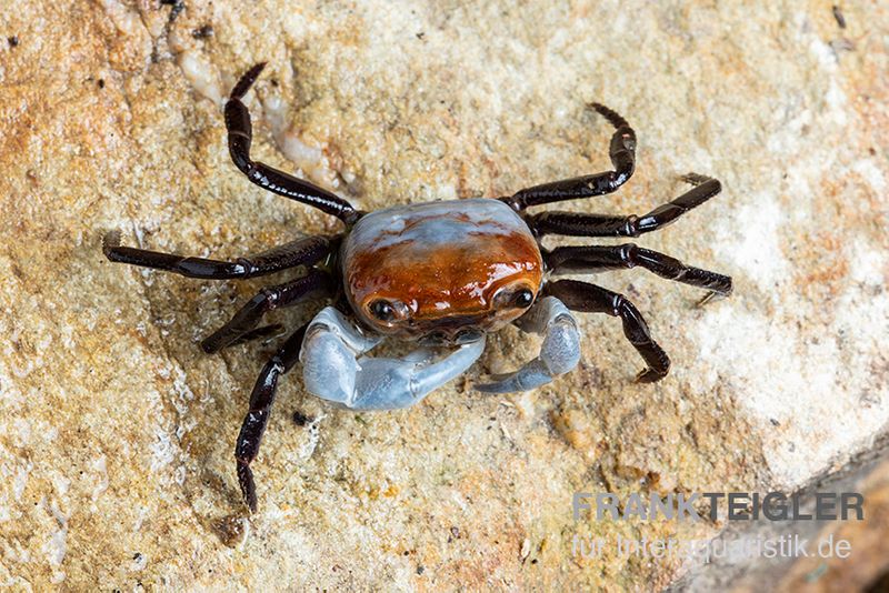 Porzellan-Landkrabbe, Lepidothelphusa sp., Zufällig ausgewählt