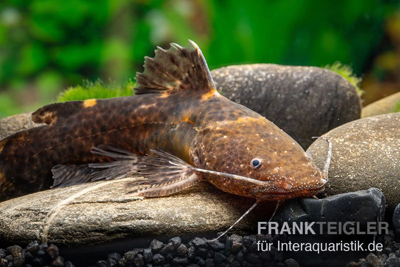 Breitmaul-Hummelwels "Peru", Batrochoglanis raninus "Peru"