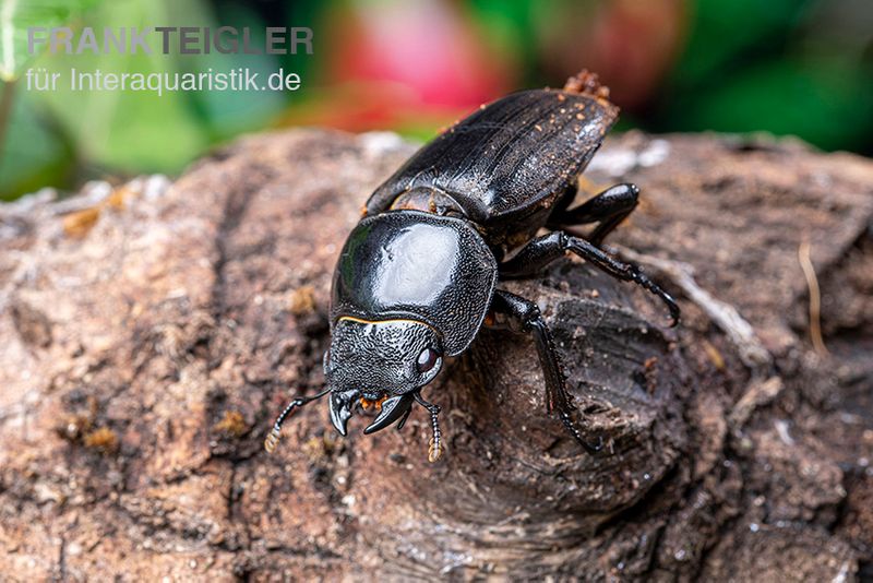 Bucephalus-Hirschkäfer, Dorcus bucephalus, gemischt