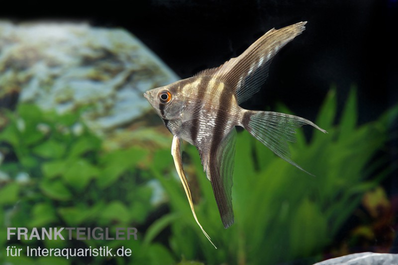 Zebra-Skalar, Pterophyllum scalare