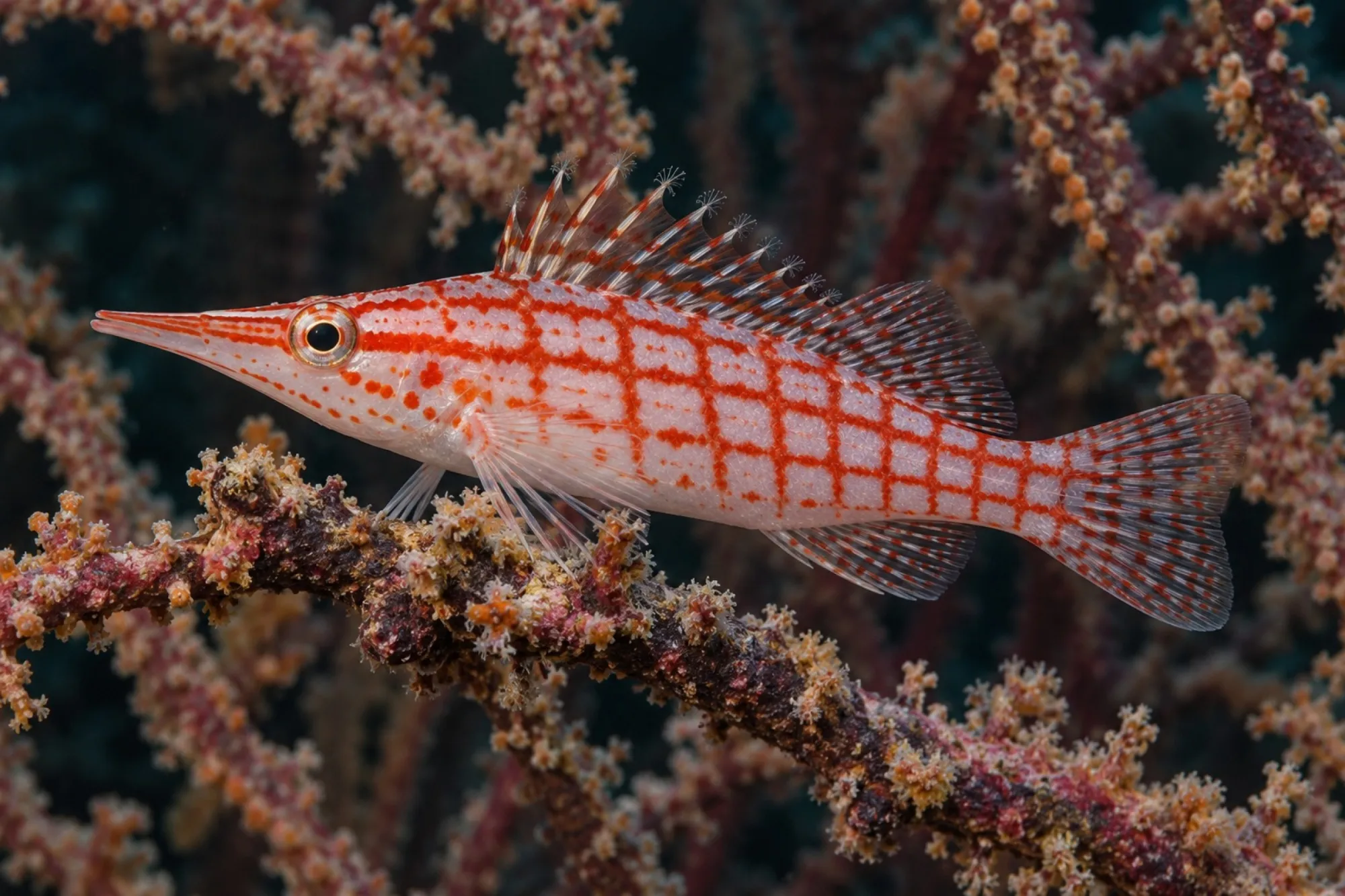 Langschnäuziger Korallenwächter, Oxycirrhites typus