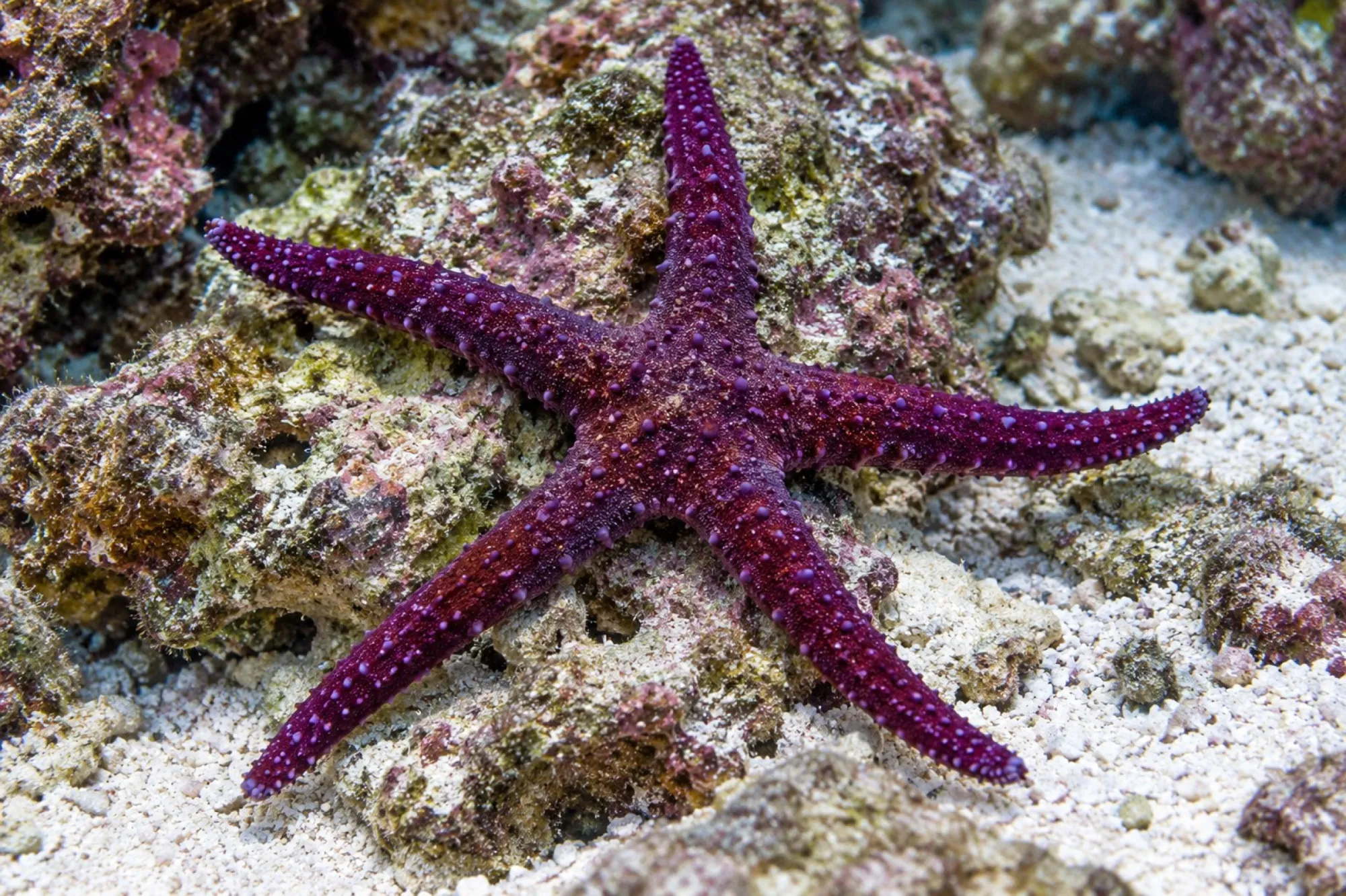 Purpurner Luzon-Seestern, Echinaster luzonicus
