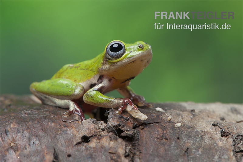 Grüner Riedfrosch, Hyperolius fusciventris