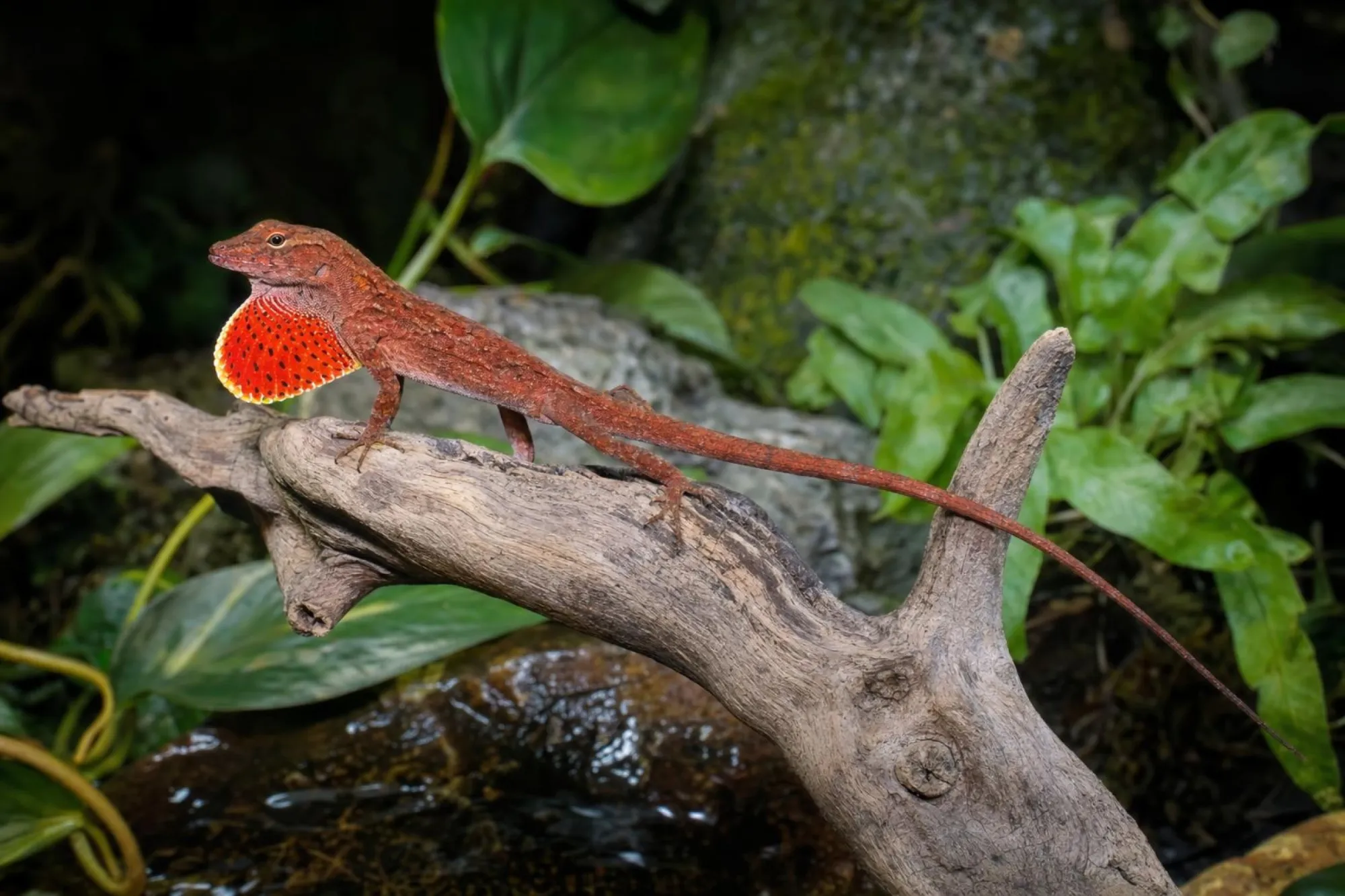 Roter Bahamaanolis, Anolis sagrei