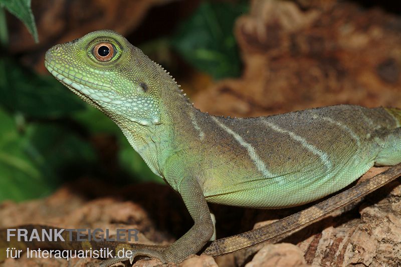 Grüne Wasseragame, Physignathus cocincinus, Paar (1 Männchen + 1 Weibchen)