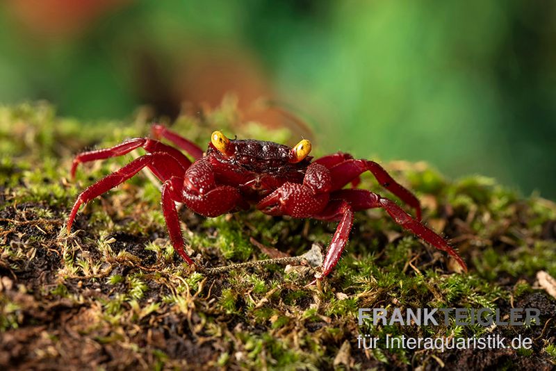 Devil's eye Vampirkrabbe, Geosesarma sp., Zufällig ausgewählt