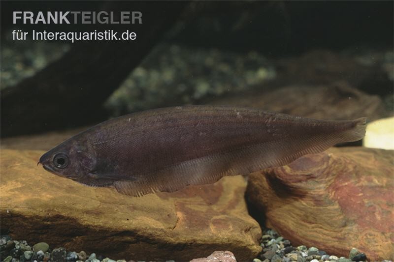 Afrikanischer Messerfisch, Xenomystus nigri