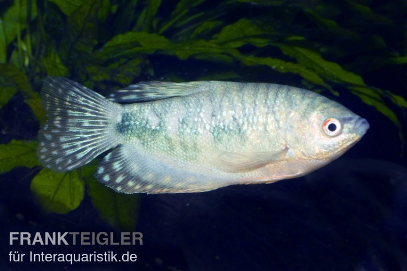 Blauer Fadenfisch, Trichogaster trichopterus, DNZ