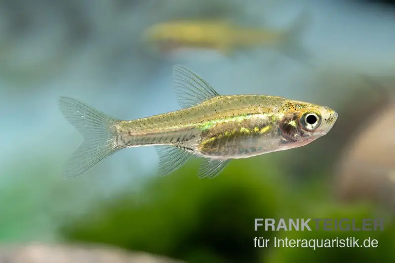 Horadandia-Bärbling, Horadandia brittani