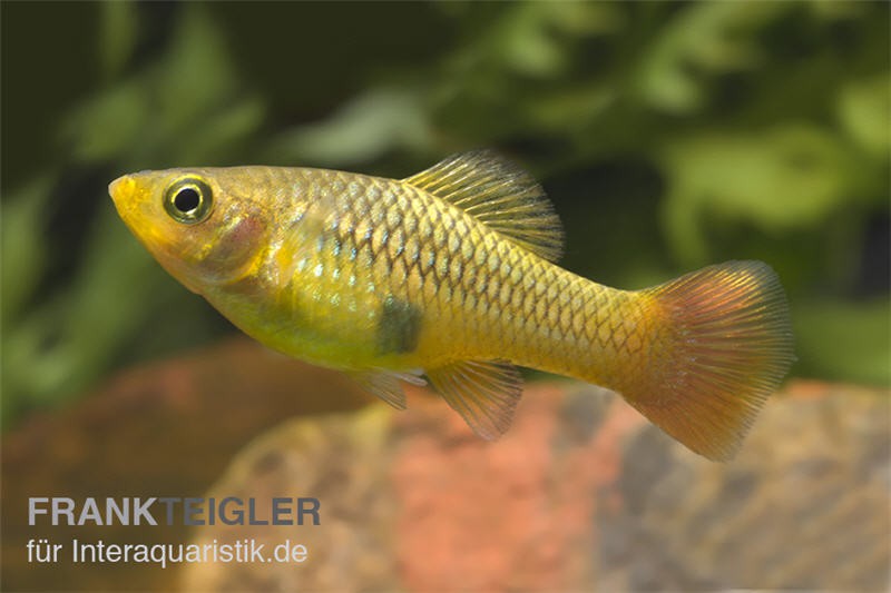 Papageienplaty, Xiphophorus variatus