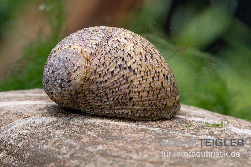 Taiwan Marmor-Rennschnecke, Neritina sp. marmor