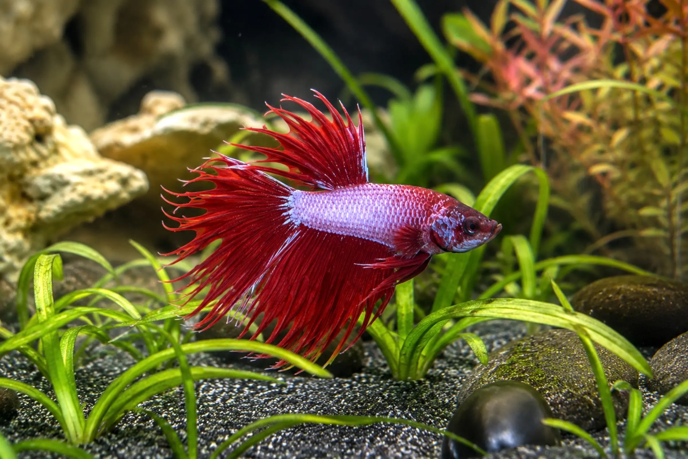 Siamesischer Kampffisch „Crowntail Pink-Violet, Männchen“, Betta splendens, ca. 4,0-6,0 cm