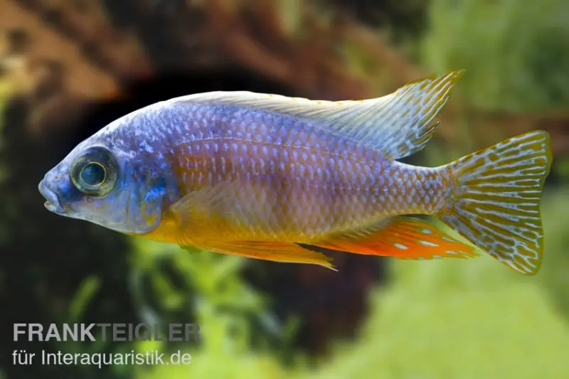 Taiwan-Reef-Buntbarsch, Protomelas steveni "Taiwan Reef"