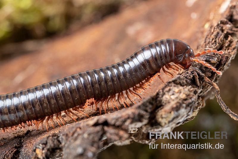 Grün gestreifter Rotfuß-Milipede, Spirostreptus sp. Red Legged Nigeria