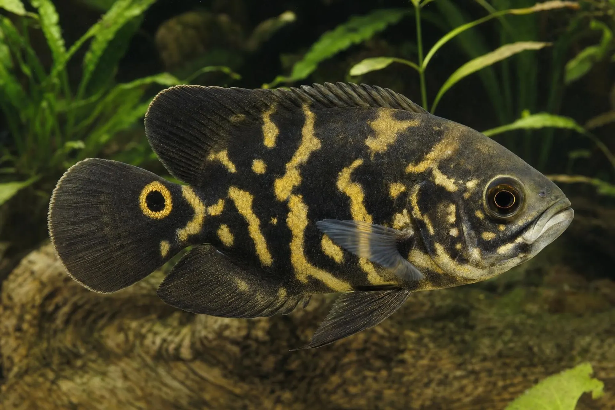 Pfauenaugenbuntbarsch „Bumble Bee“, Astronotus crassipinnis