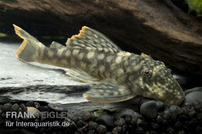 Orinoko-Guyanaharnischwels, Guyanancistrus guahiborum "L106"