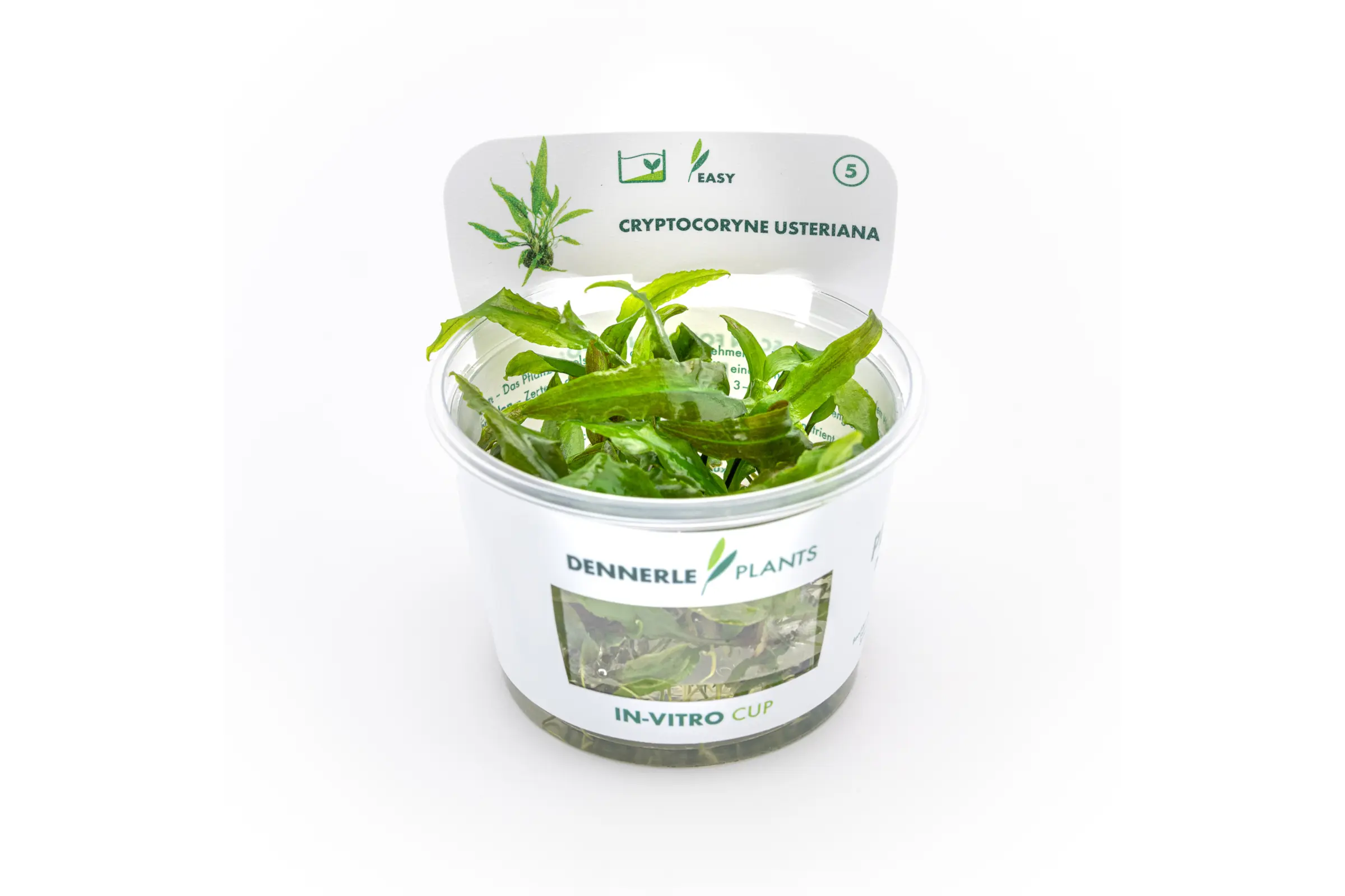 Usteris Wasserkelch, Cryptocoryne usteriana, In Vitro