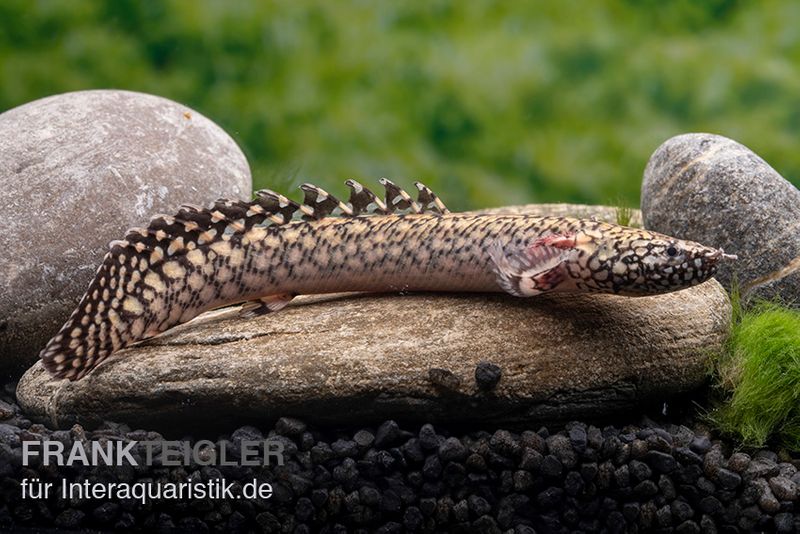 Schmuck-Flösselhecht, Polypterus ornatipinnis, NZ