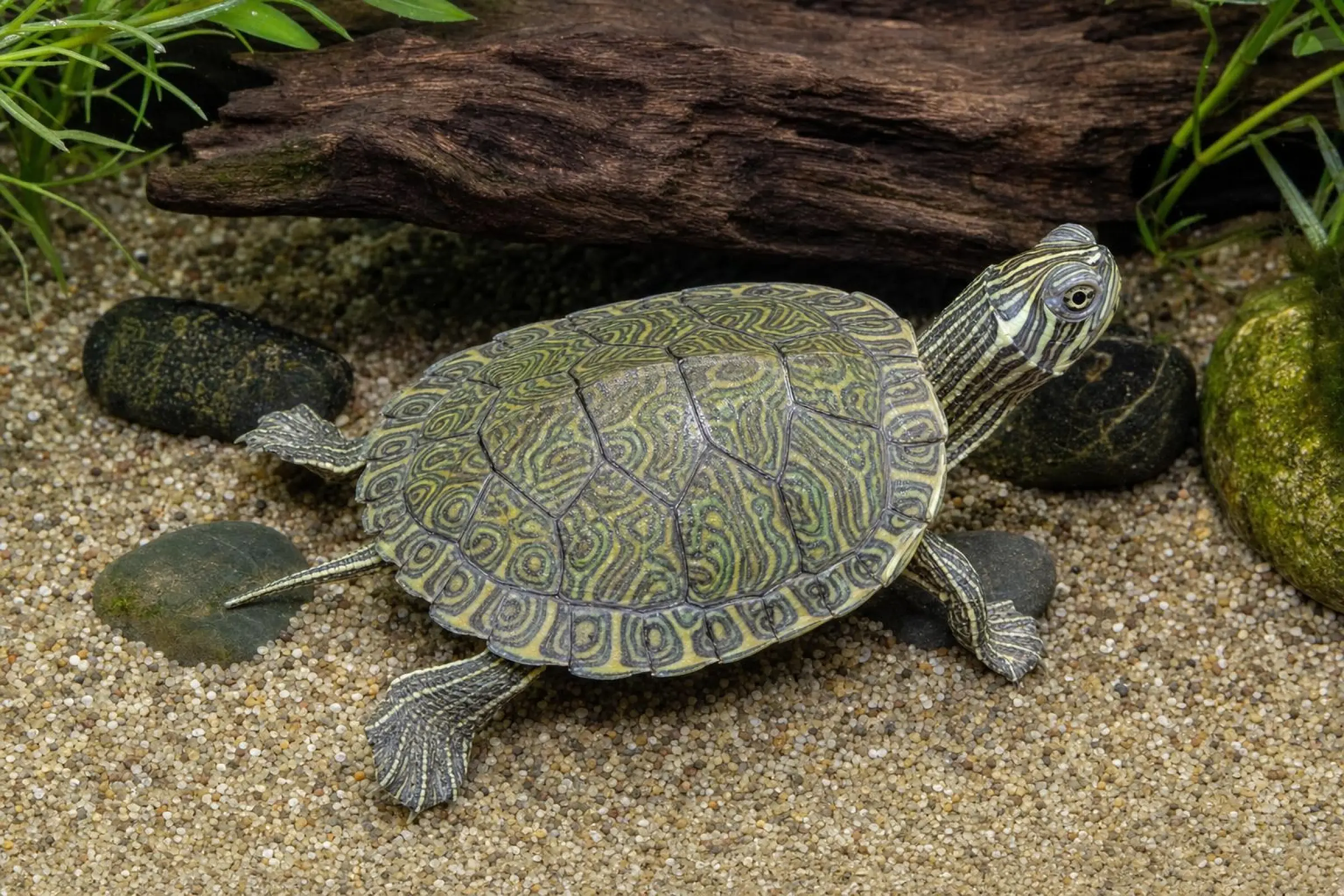 Hieroglyphen-Schmuckschildkröte, Pseudemys c. hieroglyphica