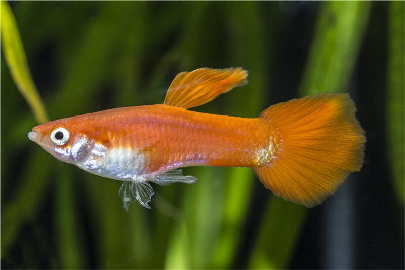 Guppy Triangel vollrot, Poecilia reticulata, Weibchen