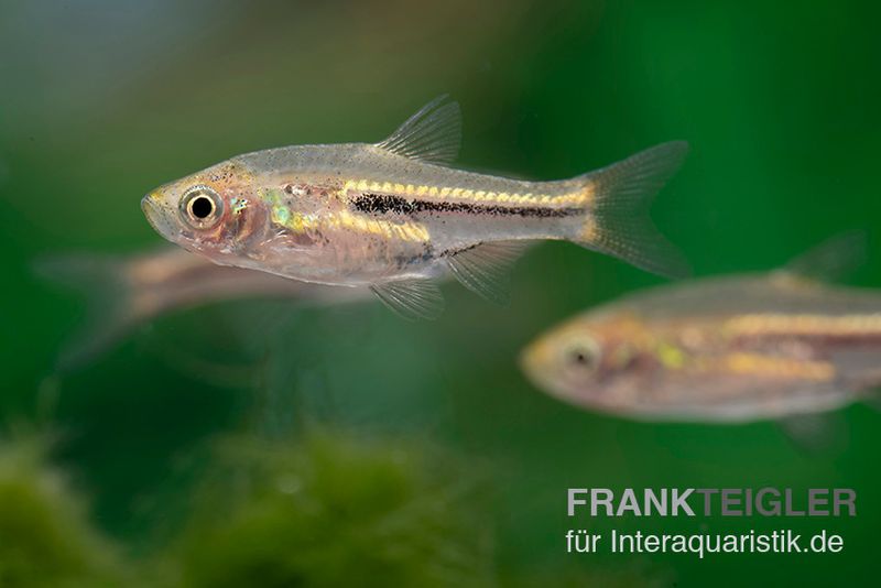 Siamesischer Zwergbärbling, Trigonostigma somphongsi (Minifisch)