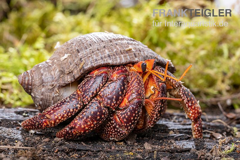 Schwarzer Landeinsiedlerkrebs, Coenobita sp. Black (Größe XL)