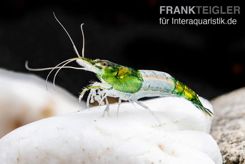 Green Rili Shrimp, Neocaridina davidi