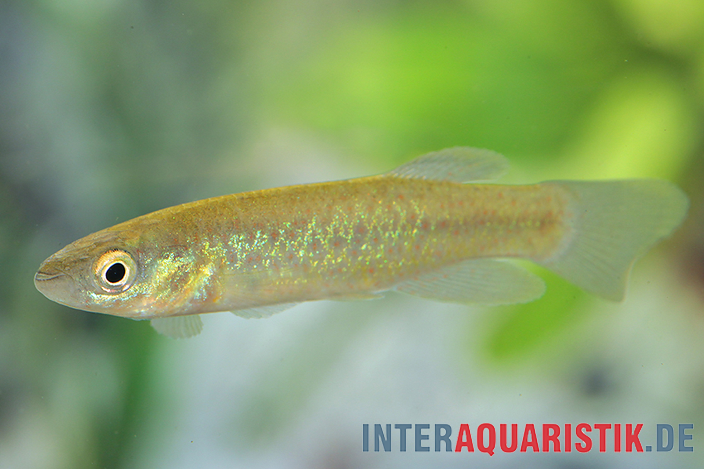 Goldschimmernder Aquarienfisch vor grünem Hintergrund