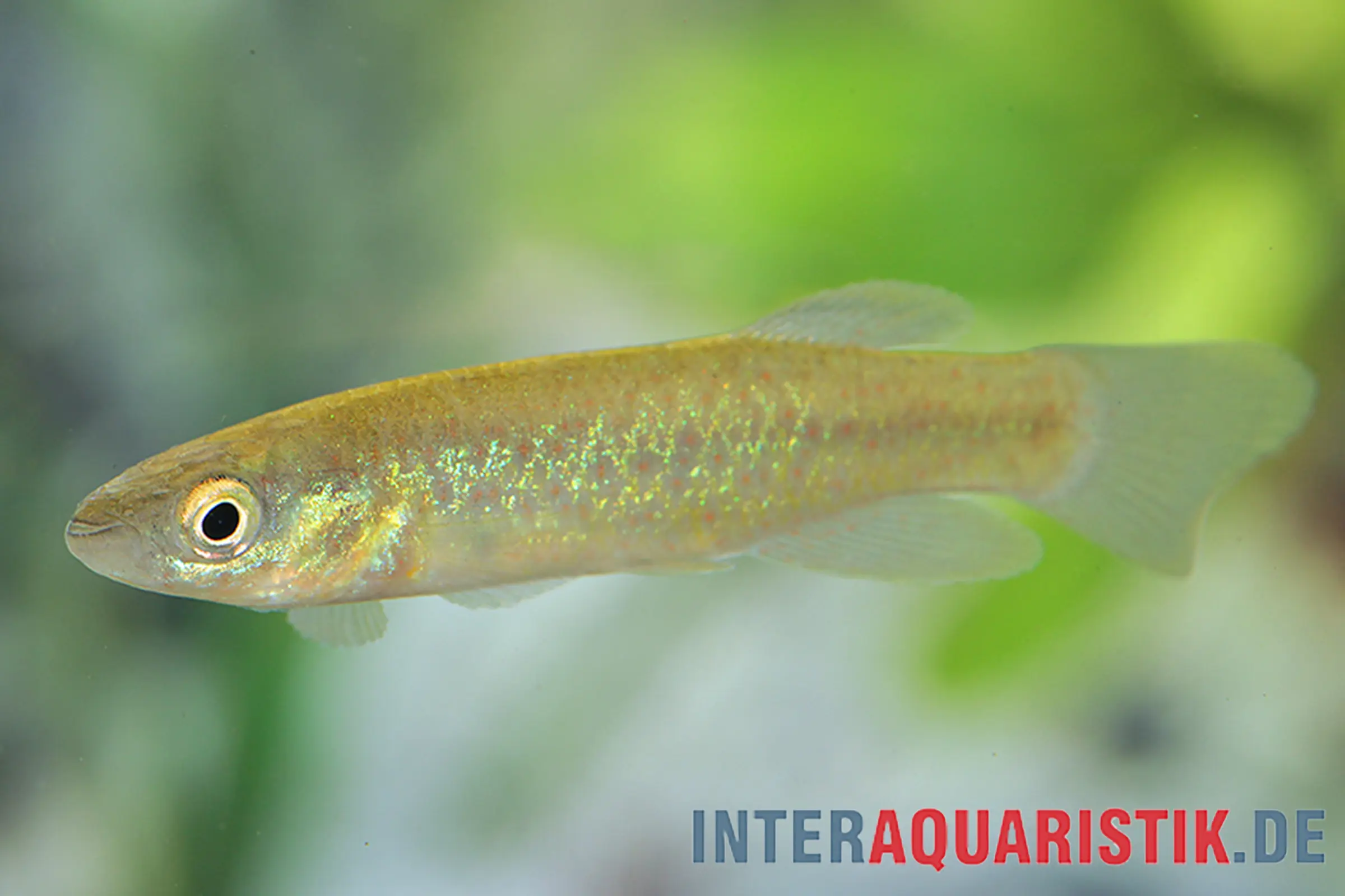 Goldschimmernder Aquarienfisch vor grünem Hintergrund