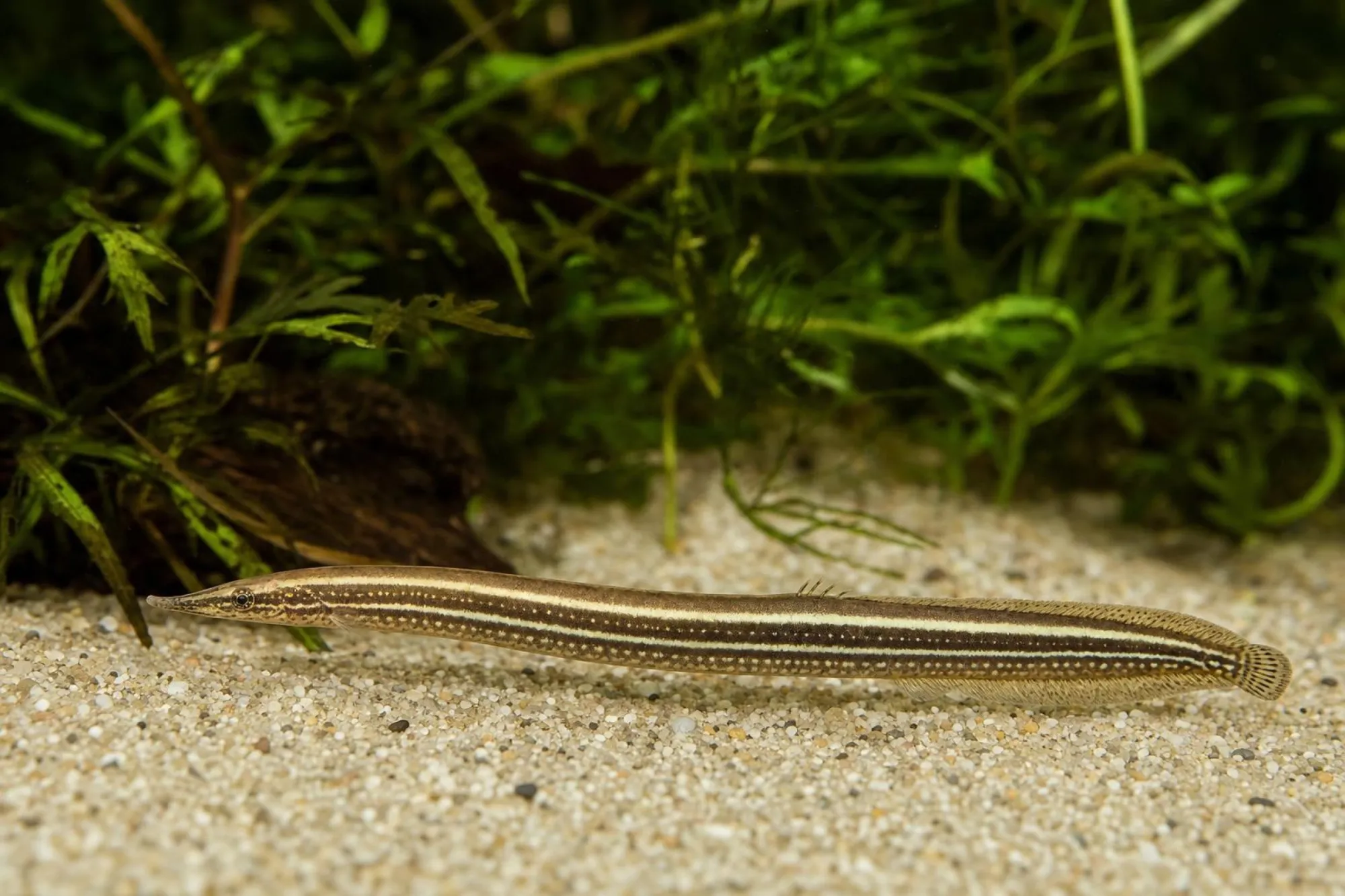 Einstreifen-Stachelaal, Macrognathus aral