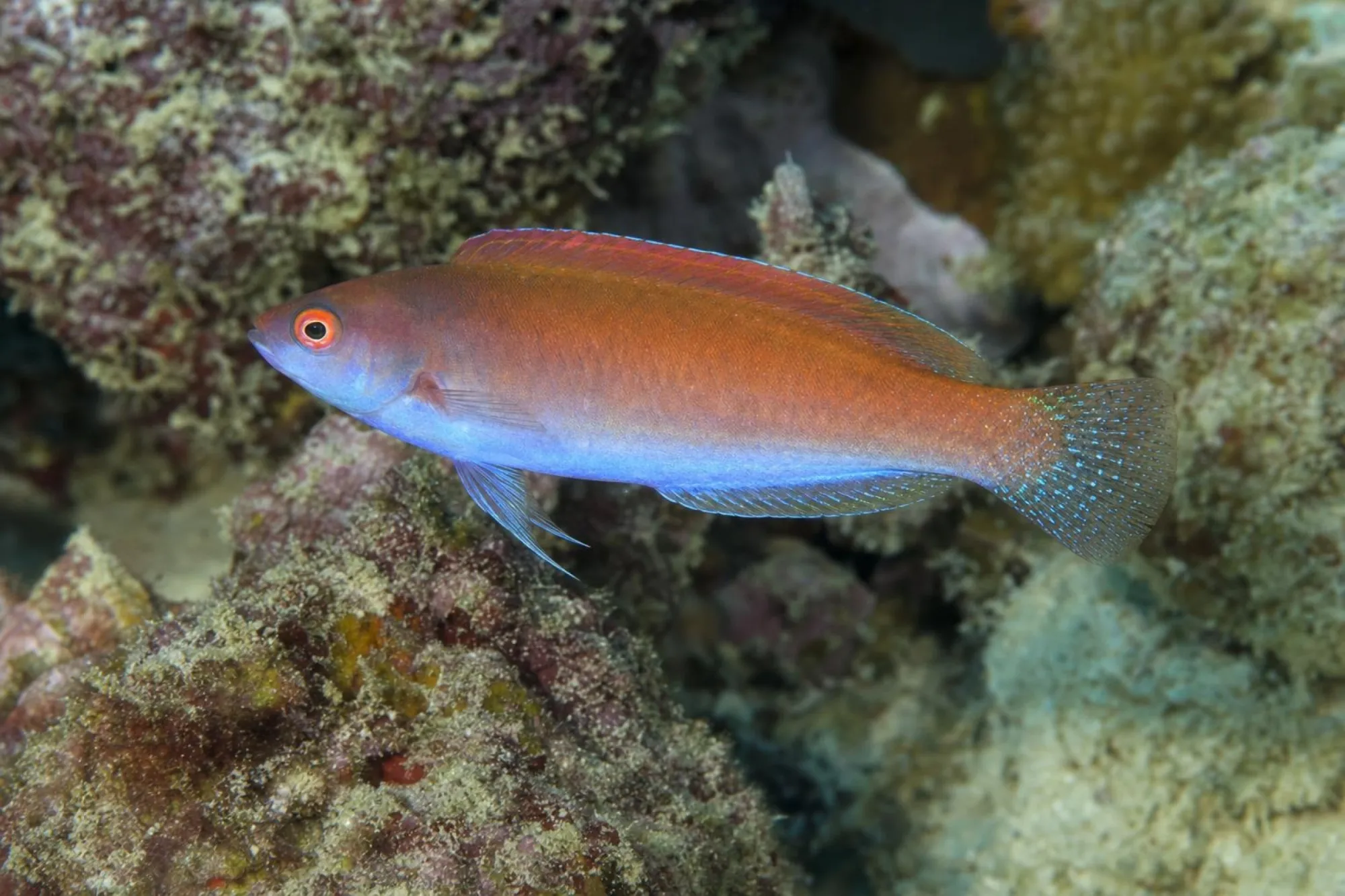 Rotaugen-Zwerglippfisch, Cirrhilabrus solorensis
