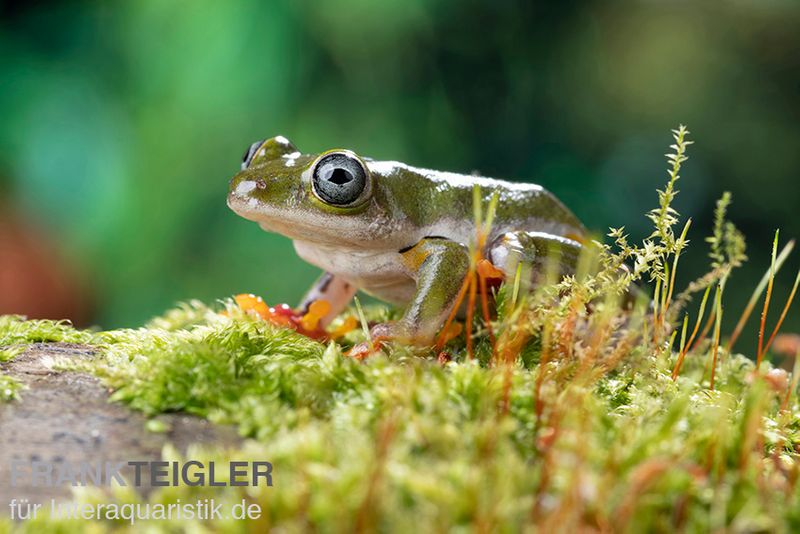 Afrikanischer Riedfrosch, Hyperolius concolor