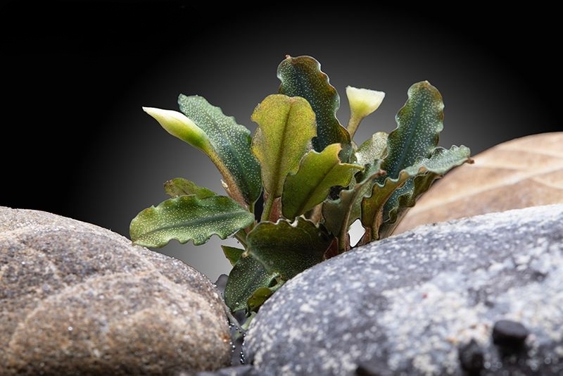Mini Black Carpet, Bucephalandra sp., lose Pflanze