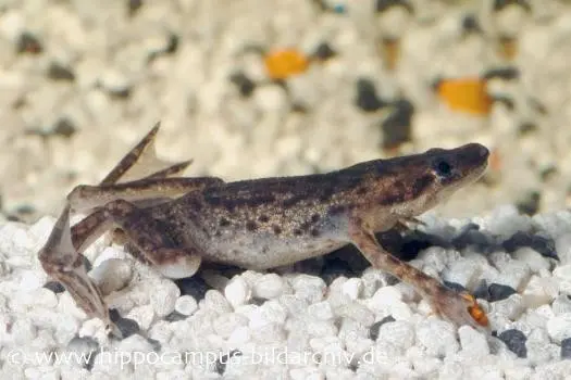 Zwergkrallenfrosch, Hymenochirus boettgeri