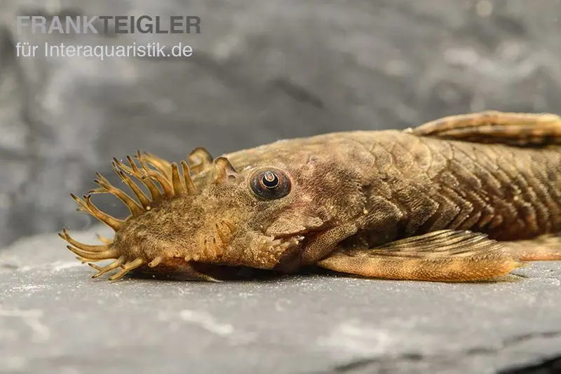 Hirschgeweih Antennenwels, Ancistrus triradiatus, LDA72